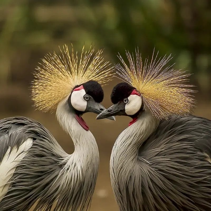 Quas vel id illo libero tempora dolor enim